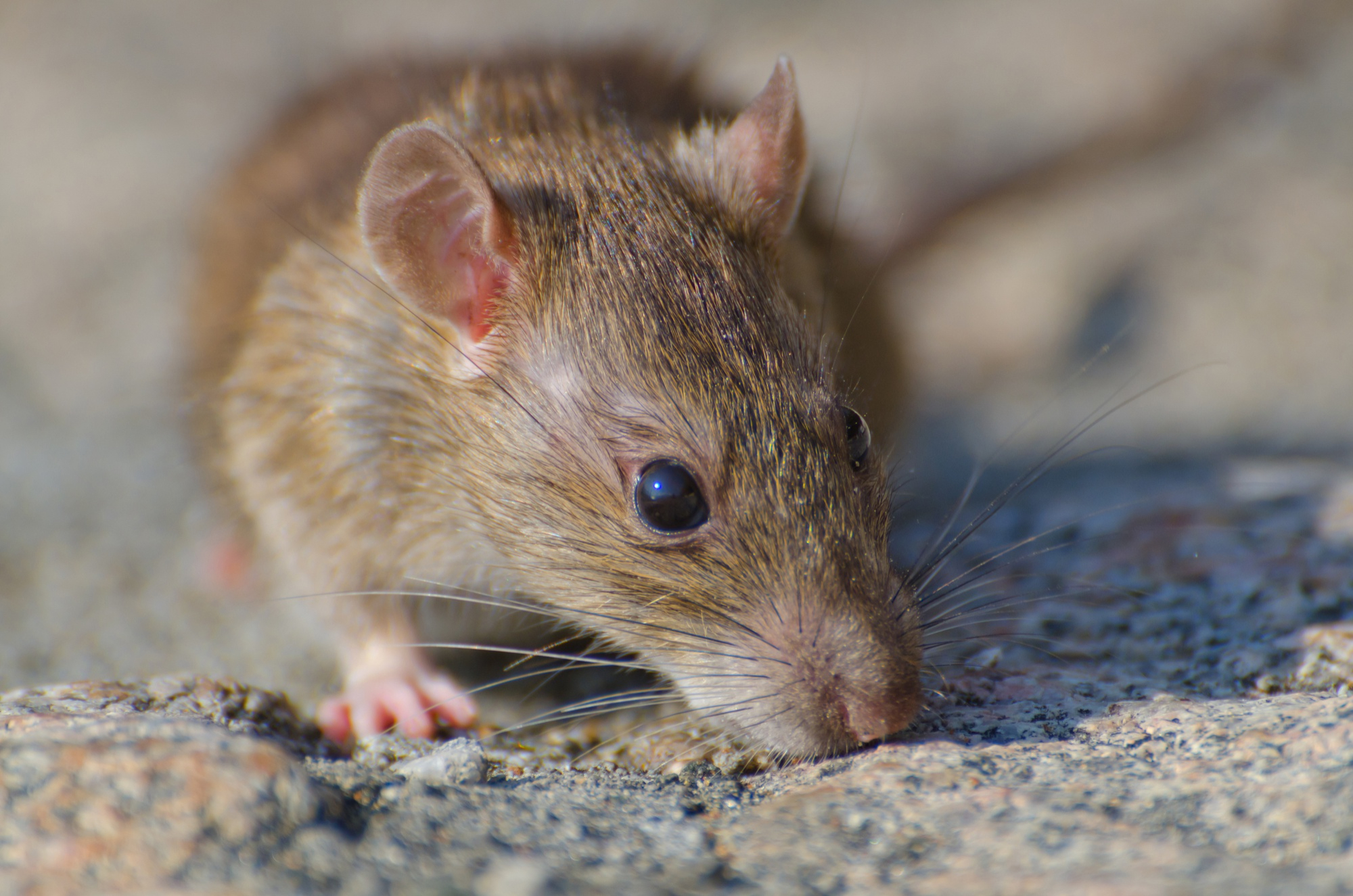 HMS: препараты сенолитики помогли улучшить здоровье пожилых мышей