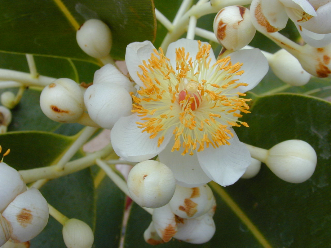 цветок растение Calophyllum inophyllum