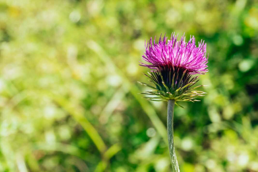 лопух Arctium lаppa