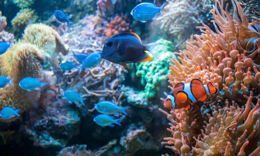 коралловый риф рыбы