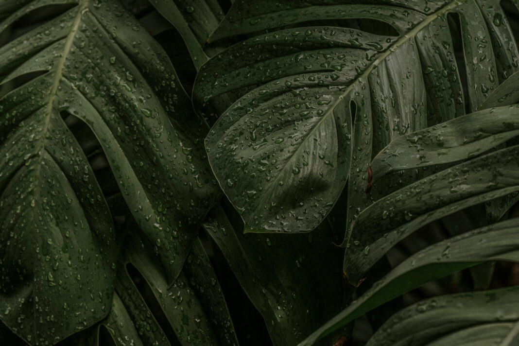дождь листья тропики
