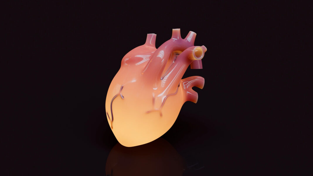 органы сердце