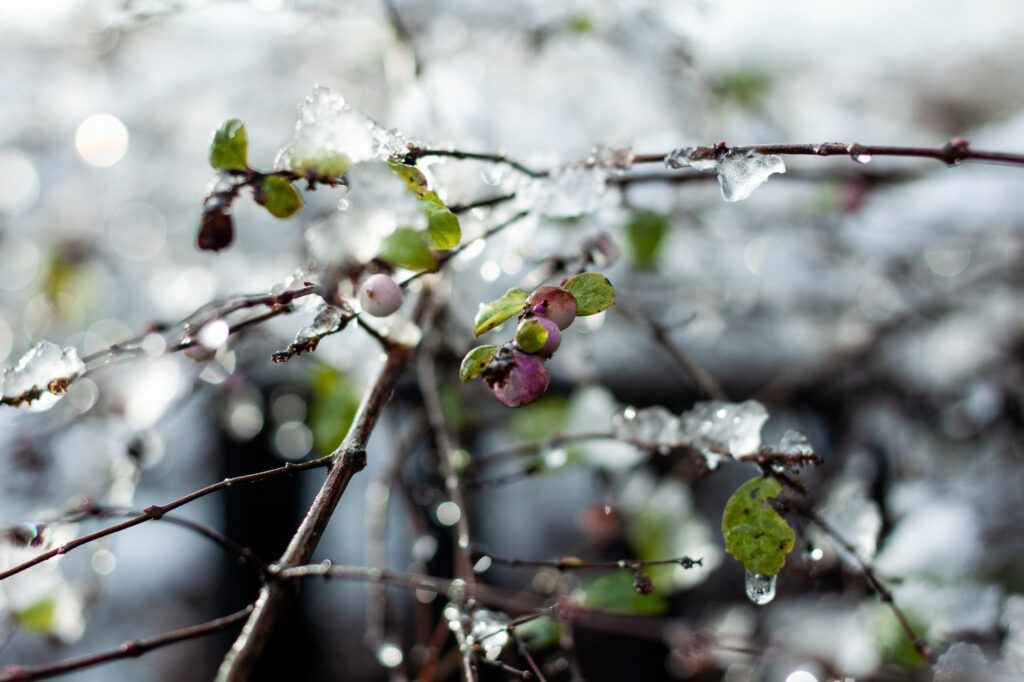 растения заморозки снег лед