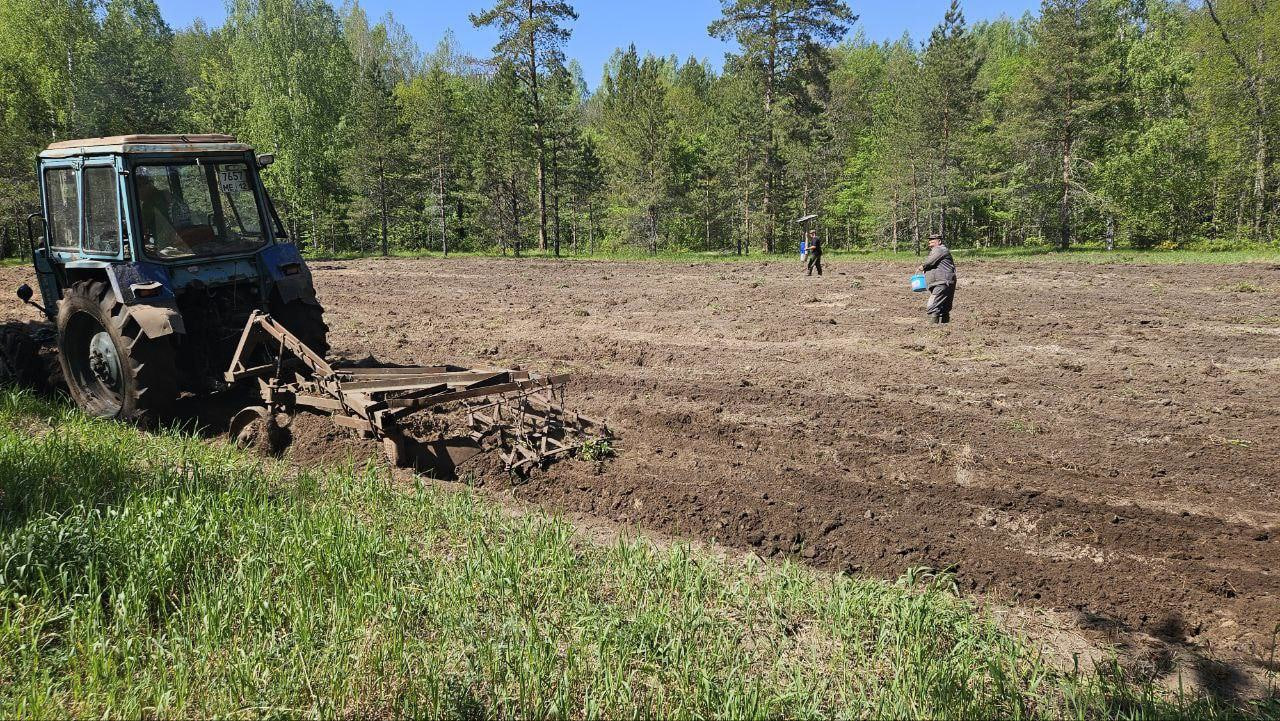В охотничьих хозяйствах Марий Эл сеют злаки для зверей и птиц